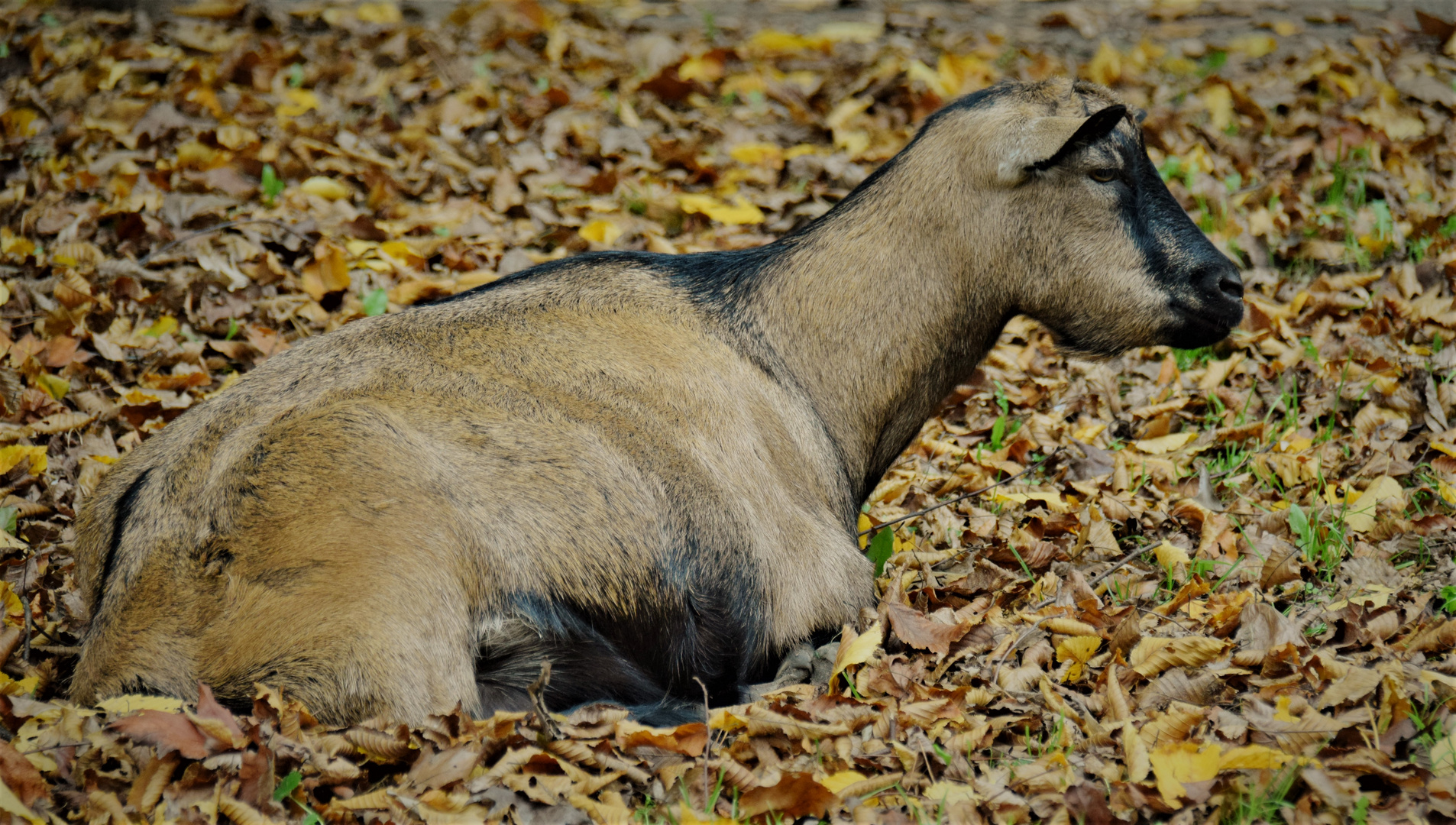 Im Herbstlaub ......