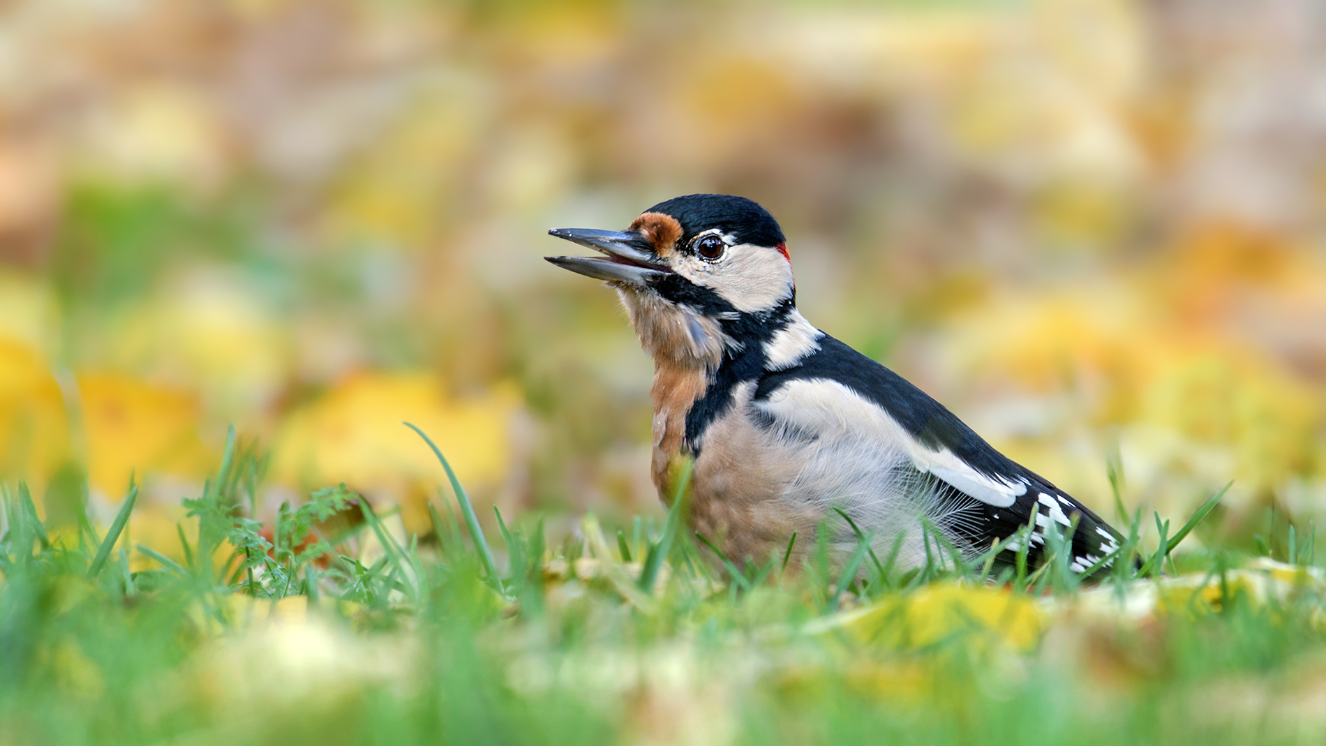 Im Herbstlaub