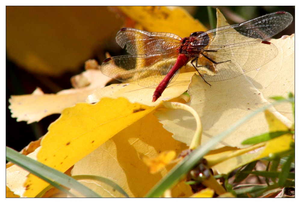 im Herbstlaub