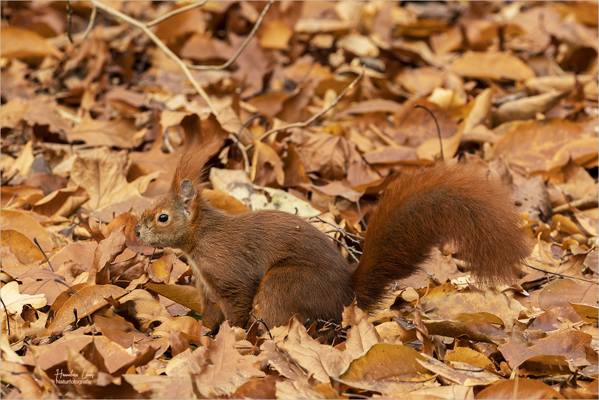 Im Herbstlaub 