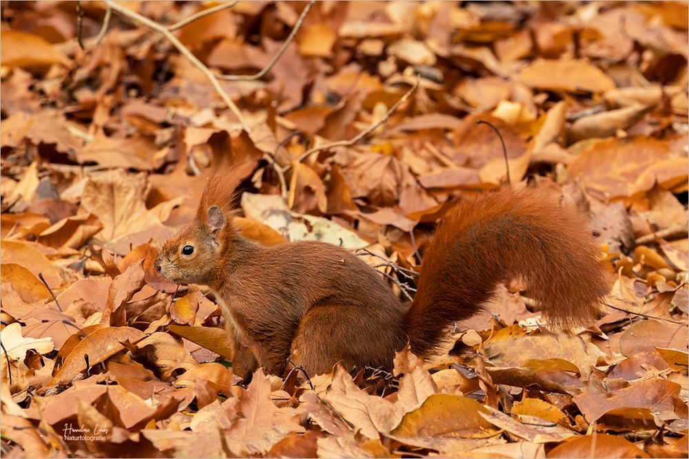 Im Herbstlaub 