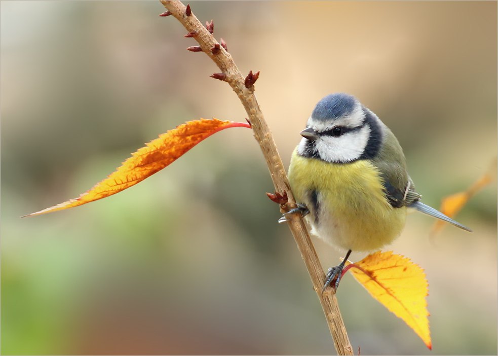 Im Herbstlaub ...