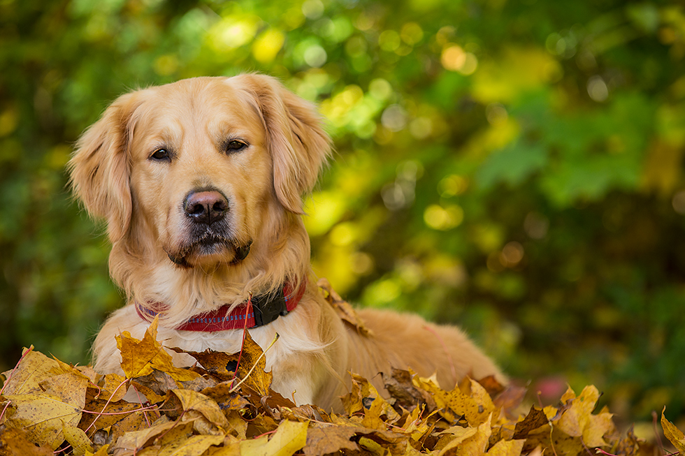 Im Herbstlaub...