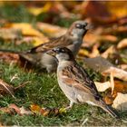 Im Herbstlaub suchen die Haussperlinge . . . 