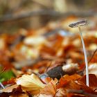 Im Herbstlaub übersieht man sie leicht