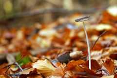 Im Herbstlaub übersieht man sie leicht