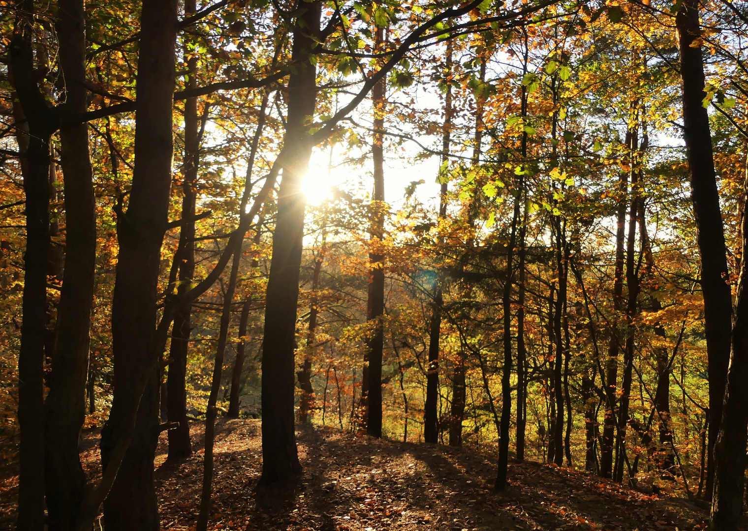 Im herbstlich bunten Wald 