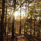 Im herbstlich bunten Wald 