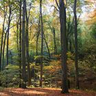 Im herbstlichen Buchenwald 