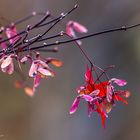 Im herbstlichen Garten ...