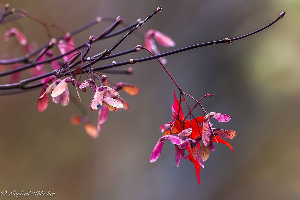 Im herbstlichen Garten ...