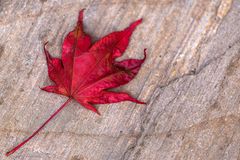 Im herbstlichen Garten ...