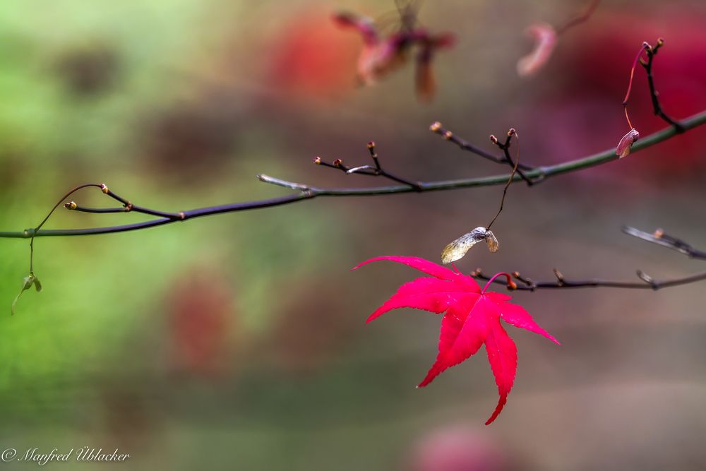 Im herbstlichen Garten ...