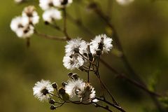 im herbstlichen Gegenlicht