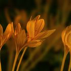 Im herbstlichen Gewand