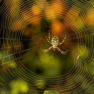 Im herbstlichen Glitzernetz …