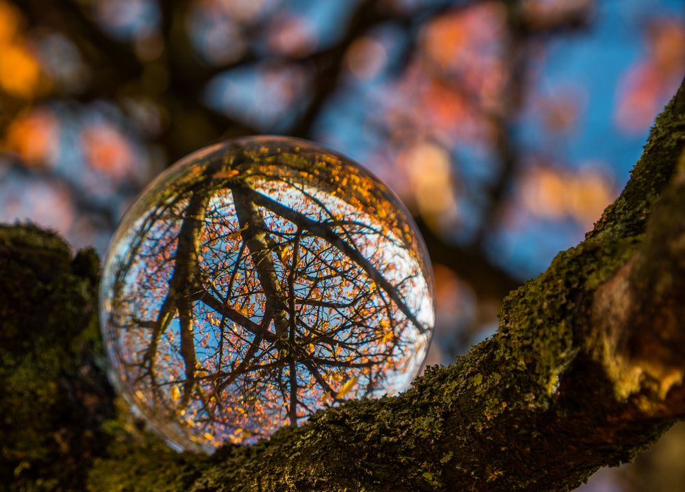 im herbstlichen Kirschbaum liegt es sich auch ganz gut