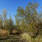 im herbstlichen Kleid