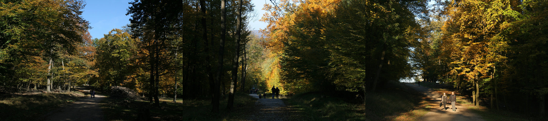 Im herbstlichen Lainzer Tiergarten unterwegs