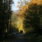 Im herbstlichen Lainzer Tiergarten unterwegs