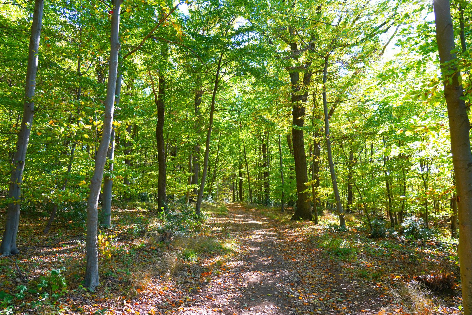 Im herbstlichen Laubwald