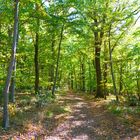 Im herbstlichen Laubwald