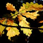 Im herbstlichen Licht