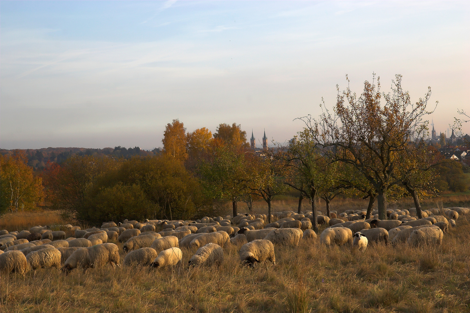 Im herbstlichen Licht der Streuobstwiesen