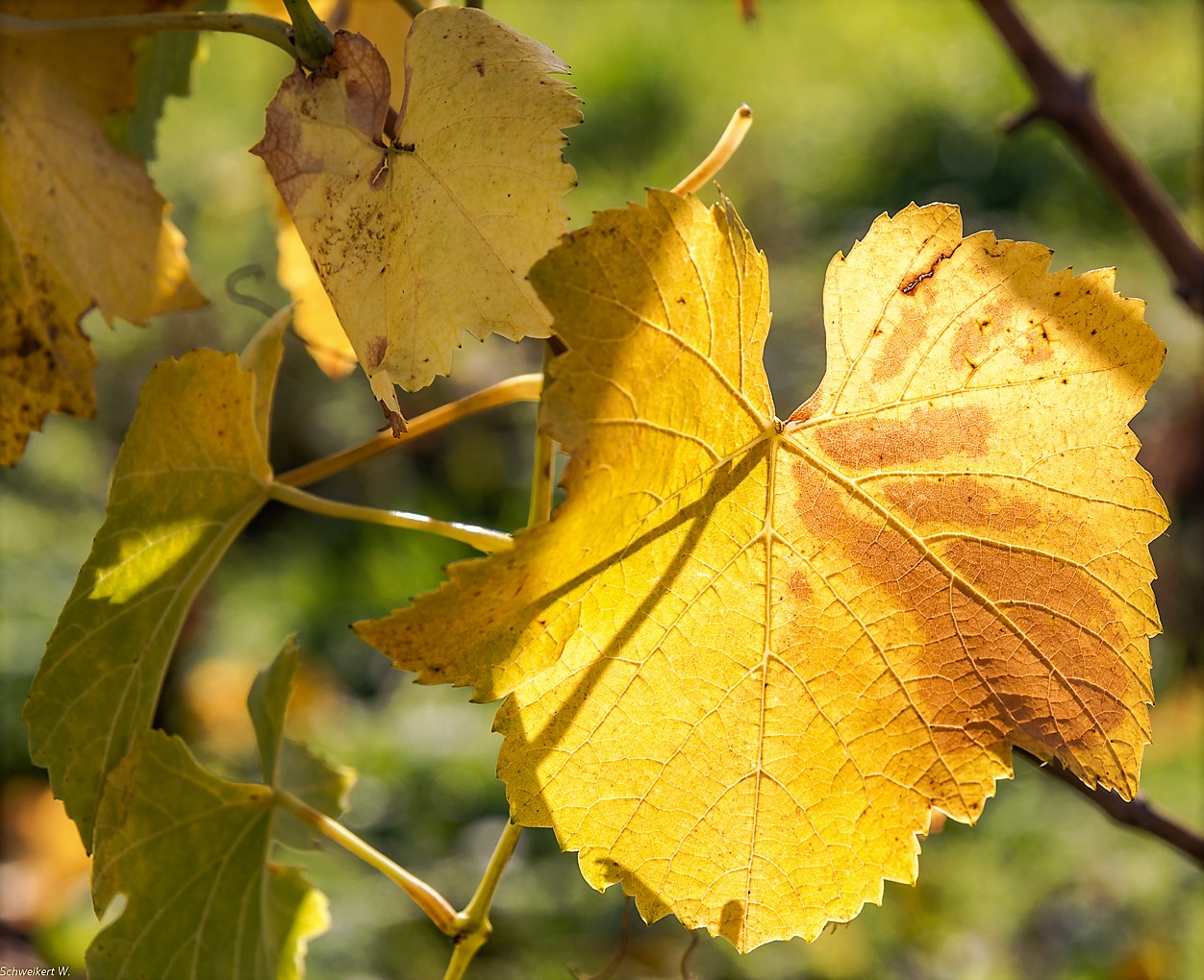 Im Herbstlichen Licht