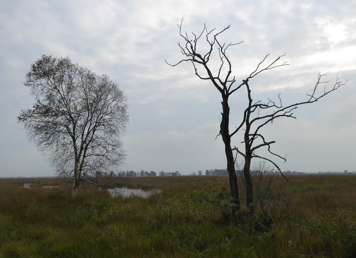 Im herbstlichen Moor