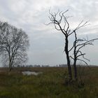 Im herbstlichen Moor