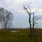 Im herbstlichen Moor