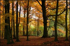 Im herbstlichen Park