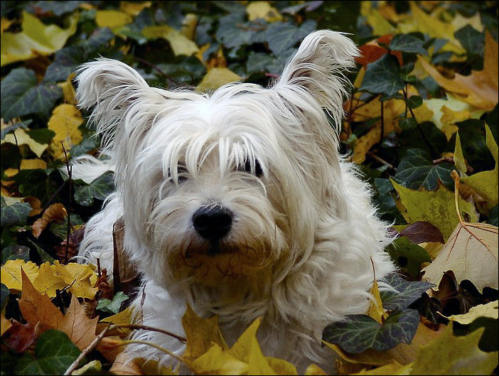 im herbstlichen Rahmen