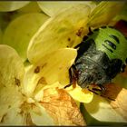 Im herbstlichen Sonnenschein...