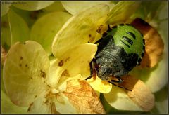 Im herbstlichen Sonnenschein...