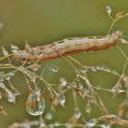 Im herbstlichen Tropfen-Bett....