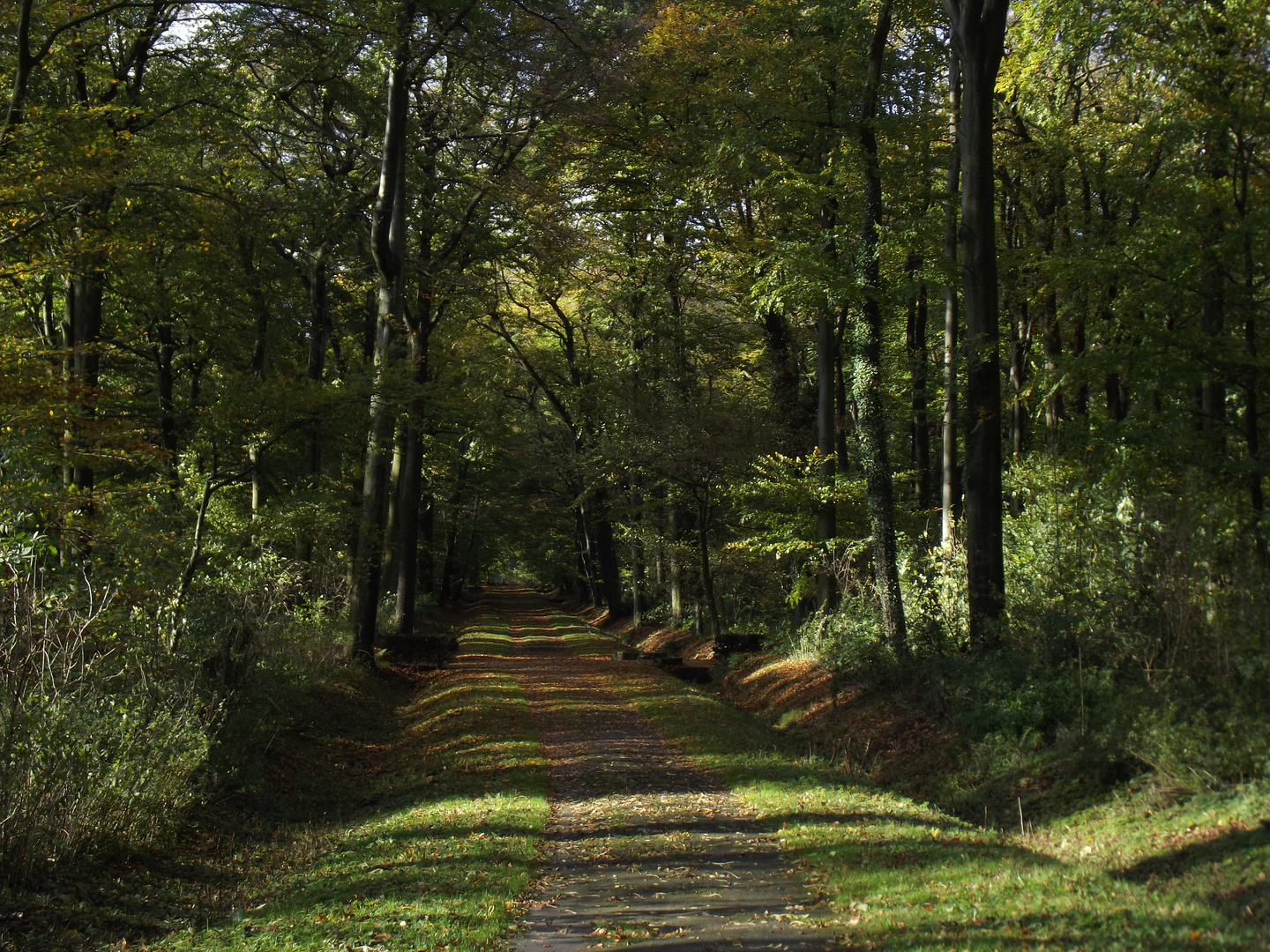 Im herbstlichen Wald