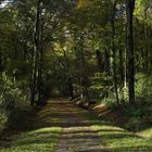 Im herbstlichen Wald