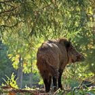 Im herbstlichen Wald