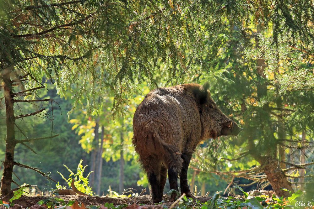 Im herbstlichen Wald