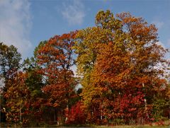 Im herbstlichen Wald