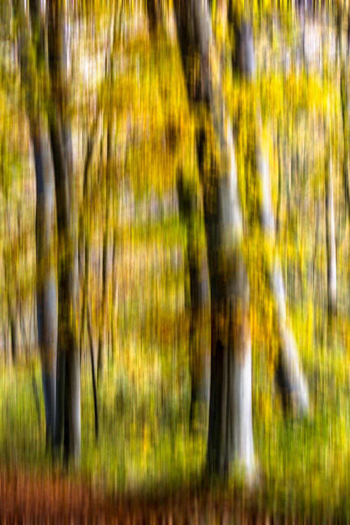 Im herbstlichen Wald