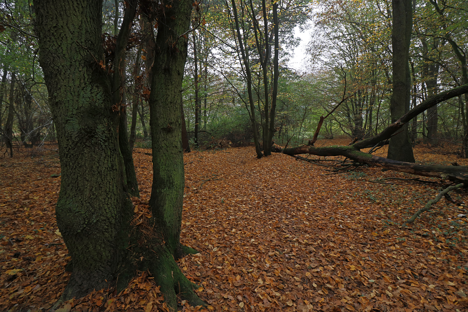 Im herbstlichen Wald