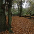 Im herbstlichen Wald