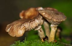 Im herbstlichen Wald