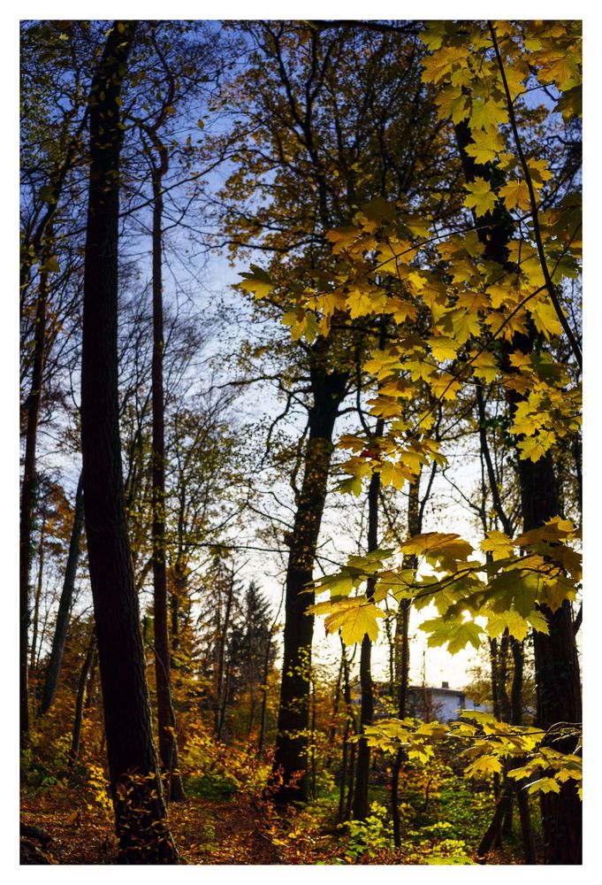 im herbstlichen Wald