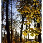 im herbstlichen Wald