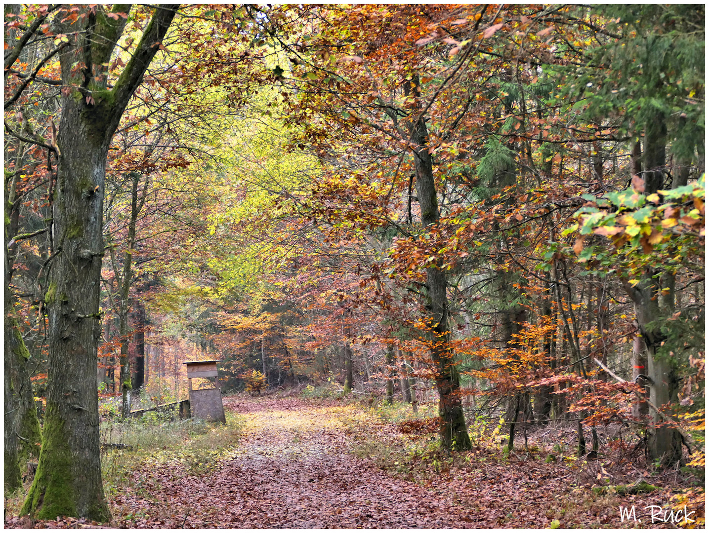 Im herbstlichen Wald unterwegs ,