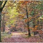 Im herbstlichen Wald unterwegs ,